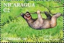 Brown-throated Three-toed Sloth (Bradypus griseus)