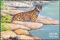 Jaguar (Panthera onca)