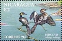 Anhinga (Anhinga anhinga)