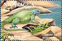 Iguana iguana.