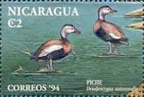 Black-bellied whistling duck (Dendrocygna autumnalis)