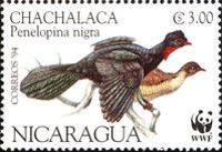 Highland Guan (Penelopina nigra)