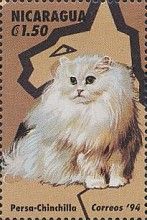 Persa Chinchilla