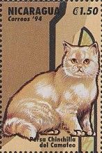 Persa Chinchilla del Camafea