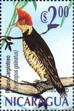 Helmeted Woodpecker (Dryocopus galeatus)