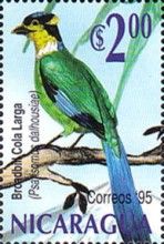Long-tailed Broadbill (Psarisomus dalhousiae)
