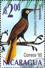 Montezuma Oropendola (Psarocolius montezuma)