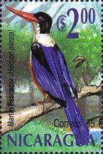 Black-capped Kingfisher (Halcyon pileata)