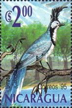 White-throated Magpie-Jay (Calocitta formosa)
