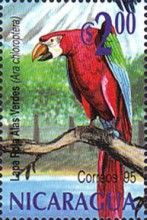 Red-and-green Macaw (Ara chloropterus)