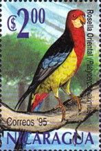 Eastern Rosella (Platycercus eximius)