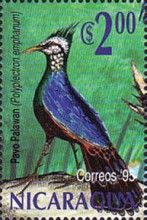 Palawan Peacock-Pheasant (Polyplectron emphanum)