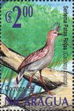 Red-legged Seriema (Cariama cristata)