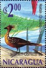 Hoatzin (Opisthocomus hoazin)