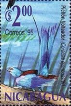 Blue-bellied Roller (Coracias cyanogaster)