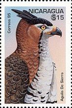 Ornate Hawk-Eagle (Spizaetus ornatus)