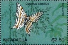 Cyrestia camillus