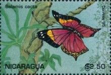 Salamis cacta