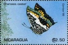 Charaxes castor