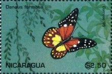 Danaus formosa