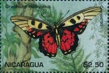 Graphium ridleyanus
