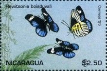 Hewitsonia boisduvali