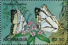 Charaxes zoolina