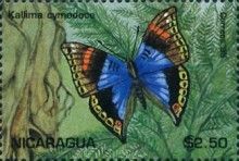 Kallima cymodoce