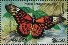 Papilio antimachus