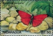 Cymothoe sangaris