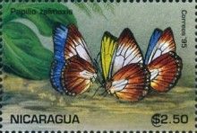 Giant Blue Swallowtail (Papilio zalmoxis)