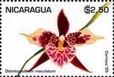Odontoglossum maculatum