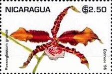 Rossioglossum grande
