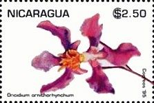 Oncidium ornithorhynchum