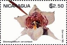 Odontoglossum cervantesii