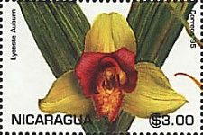 Lycaste Auburn