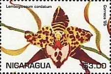Lemboglossum cordatum.