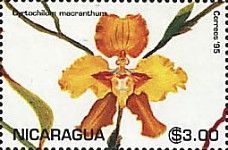 Cyrtochilum macranthum.