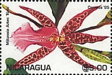 Miltassia Aztec 'Nalo'