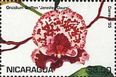 Oncidium Sniffen 'Jennifer Dauro'