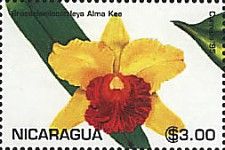 Brassolaeliocattleya Alma Kee