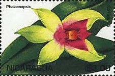 Phalaenopsis.