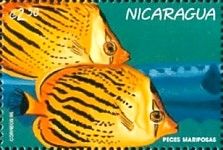Butterflyfish