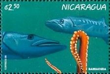 Barracuda