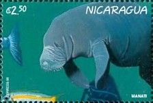 Manatee.
