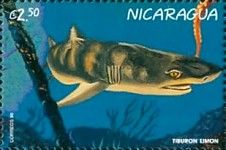 Lemon shark - Negaprion brevirostris