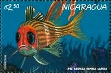 Longspine squirrelfish (Holocentrus rufus)