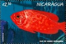 Red snapper (Lutjanus campechanus)