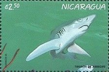 Reef shark.