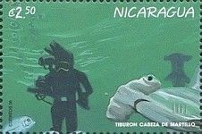Diver, hammerhead shark
